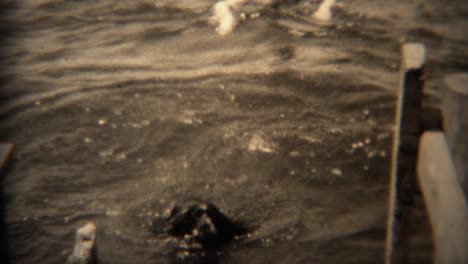 1936: dog jumping off pier into lake water for a swim, regrets decision.