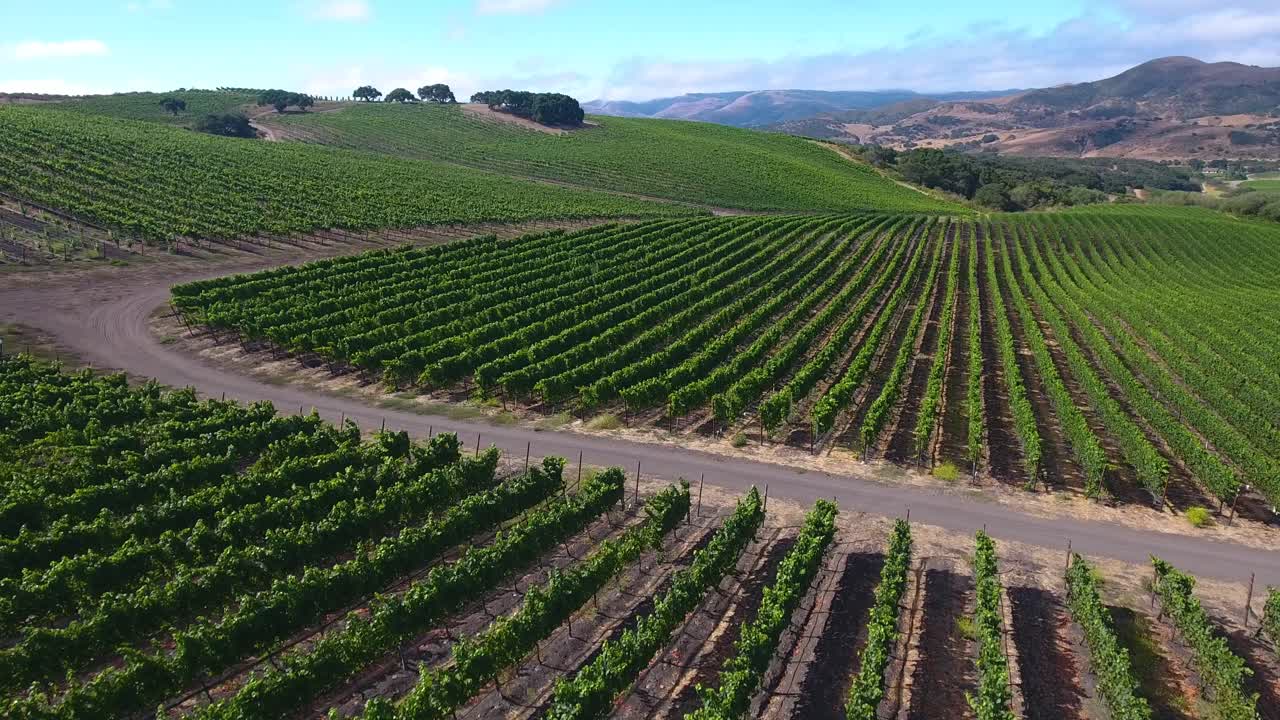 hermosa antena de viñedos montañosos en la región vitivinícola de la denominación santa rita de california 5