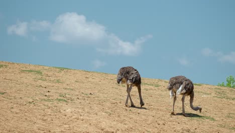 Dos-Avestruces-Que-Buscan-Semillas-De-Pasto-En-La-Ladera-De-Una-Colina-Bajo-El-Sol-En-Las-Tierras-De-Cultivo-De-Anseong,-Gyeonggi-do,-Corea-Del-Sur