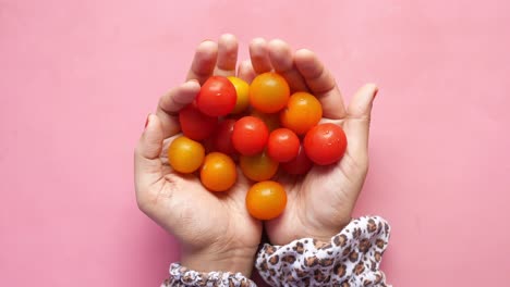 las manos sosteniendo coloridos tomates cereza