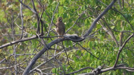 Hawk-waiting-for-pray-in-pond-area-