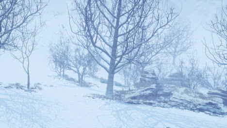 winter deciduous forest on a foggy morning
