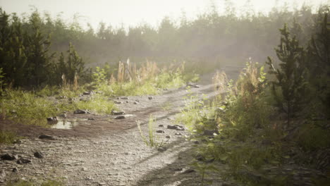 Puddles-and-mud-and-green-grass-on-a-dirt-road