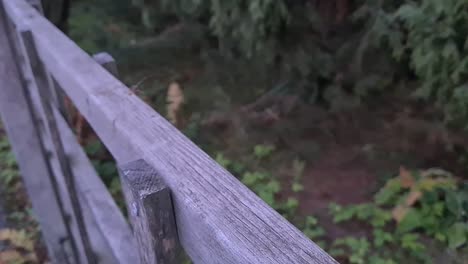 la araña de patas largas está escalando al aire libre. la araña de europa es enorme y aterradora.