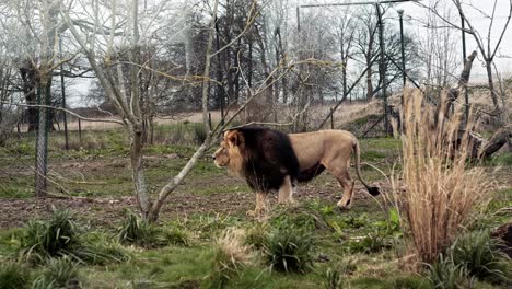 Gran-León-Camina-Lentamente-Sobre-La-Hierba-Verde-En-El-Zoológico