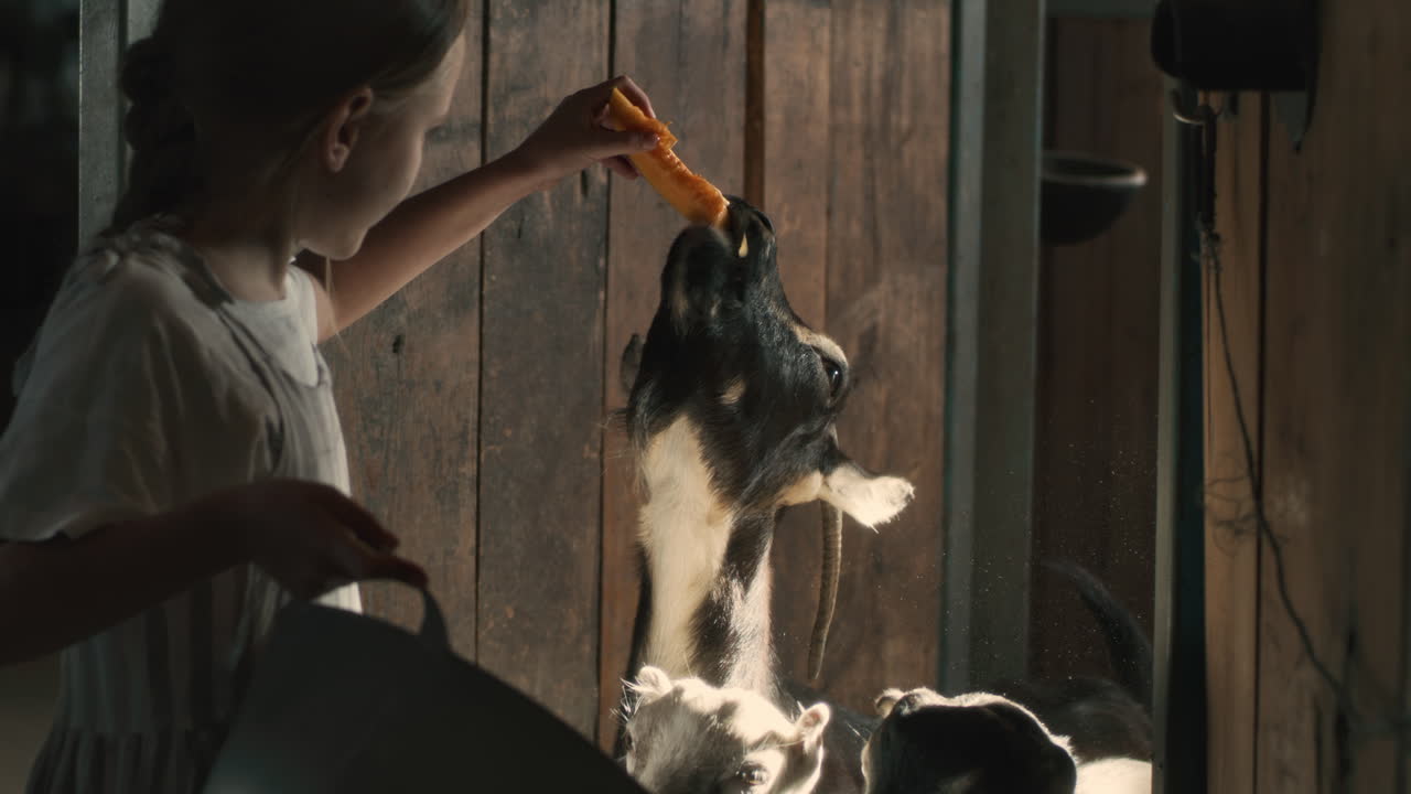 A girl feeding goats