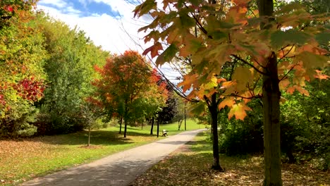 Fall-colors-in-a-wooded-park-on-a-bright-sunny-day-in-autumn