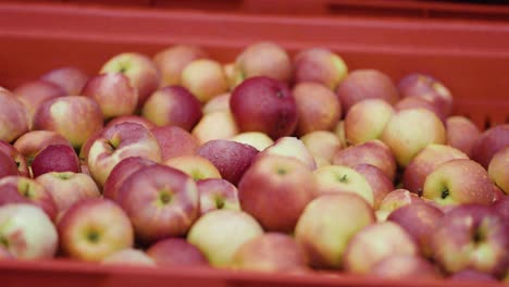 close-up shot of freshly harvested apples stacked in red crates on a farm during the apple season