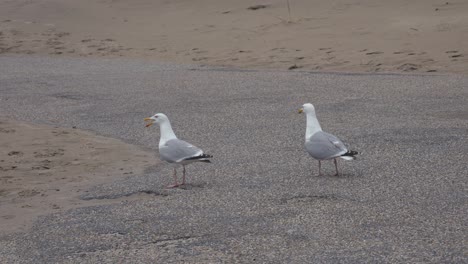 close up shot of two wild seagulls looking for food at sandy path