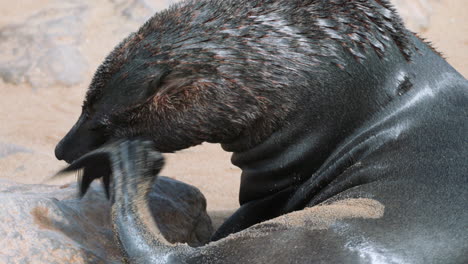 cape fur seal scratches its head using front leg flipper, side view medium shot on sandy beach