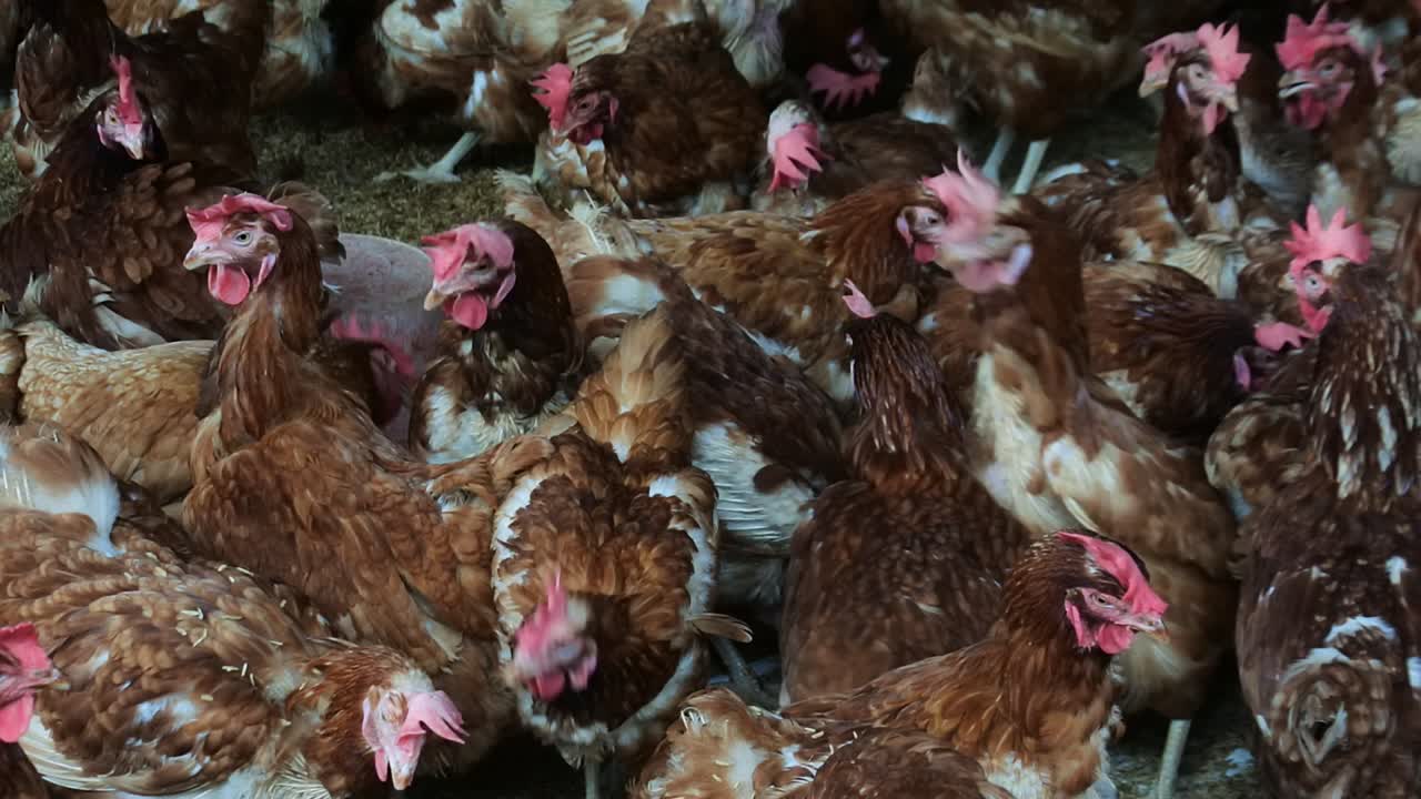 cientos de pollos con plumas rojizas en el gallinero