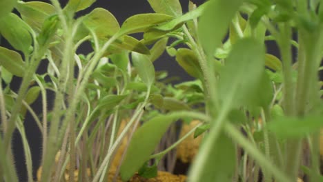 Super-close-up-view-of-seedlings