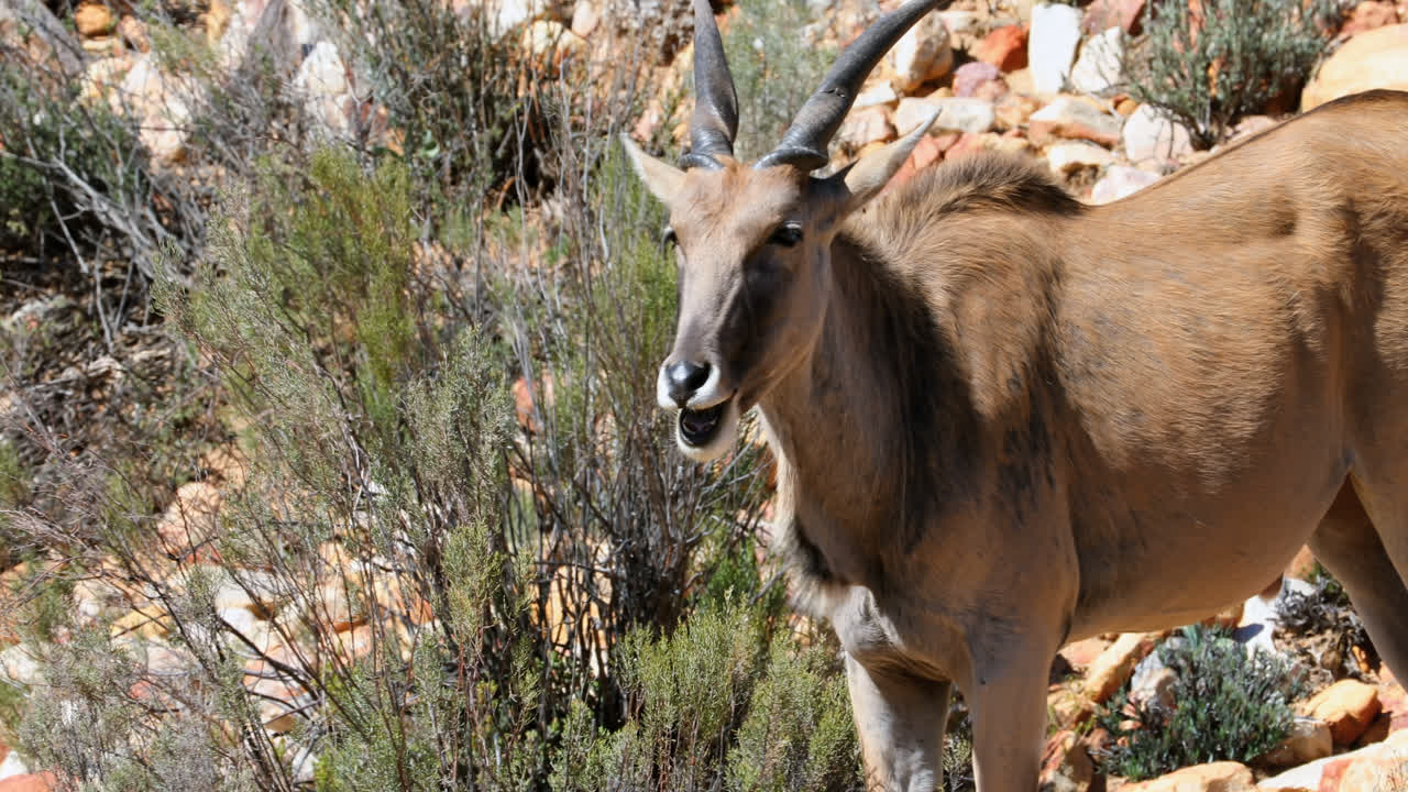 elands comunes de pie en un prado 4k