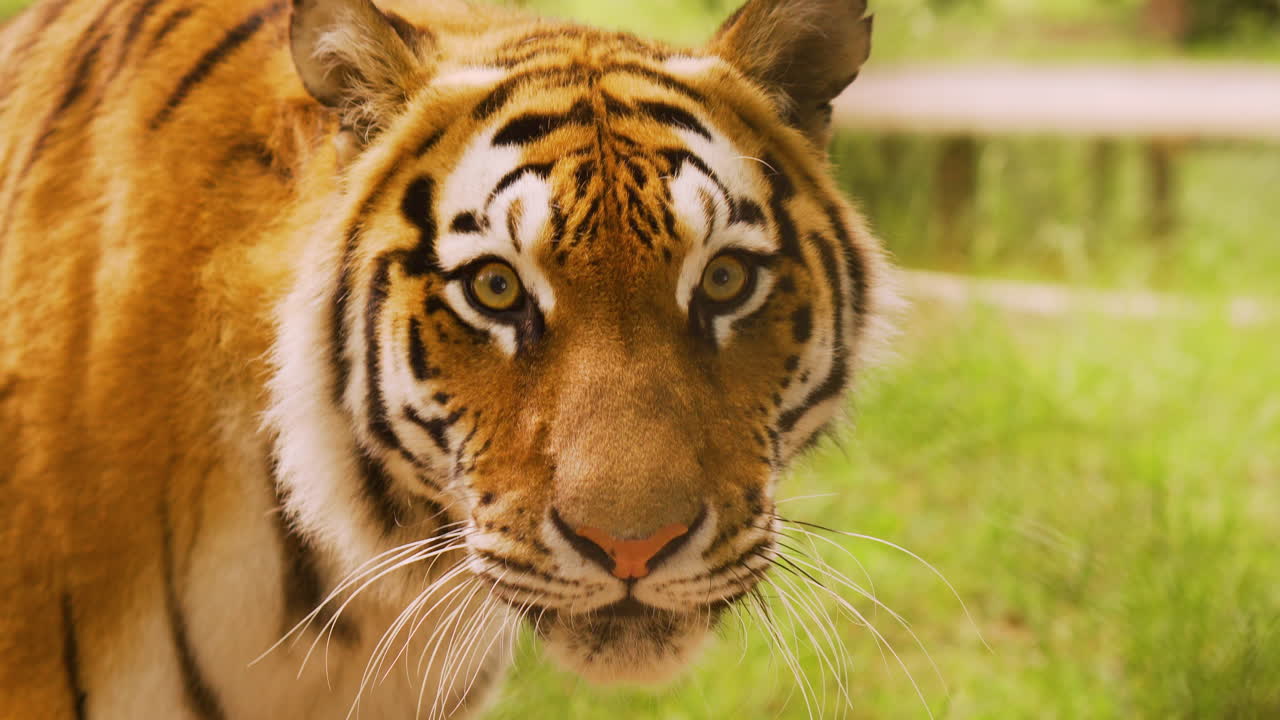 tigre hambriento hembra tigres en peligro de extinción mirando presa cazando comida sabroso atención centrado ojos protagonizada por gato grande león cachorro de leona vegetariano china asiático fauna silvestre caspio bengala caza furtiva cazadores furtivos inocente