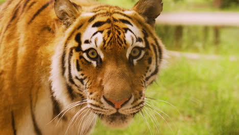 hungry tiger female endangered tigers looking at prey hunting food tasty focus focused eyes starring big cat lion lioness cub vegetarian china asian wildlife caspian bengal poaching poachers innocent