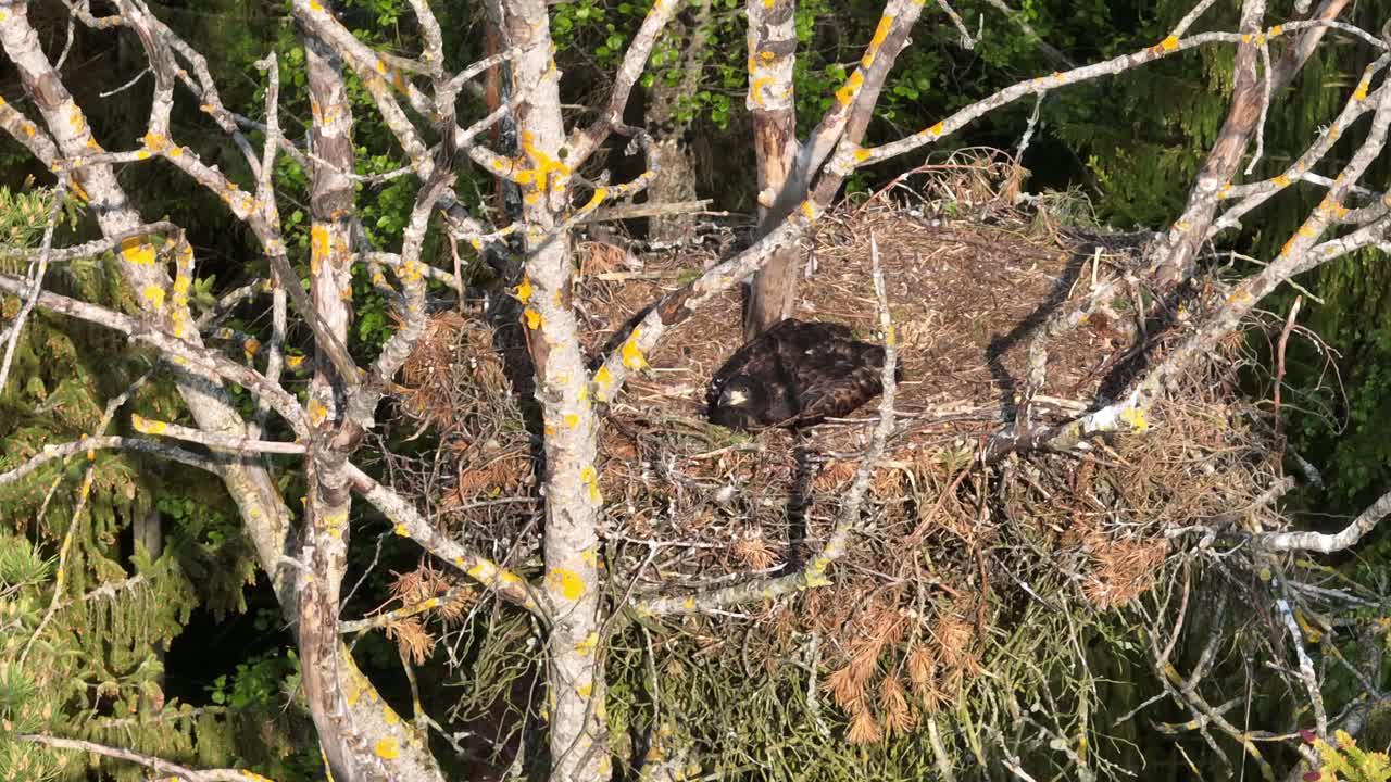 Juvenile White-tailed eagle (Haliaeetus albicilla) on a nest in a tree swaying in the wind. Estonia.