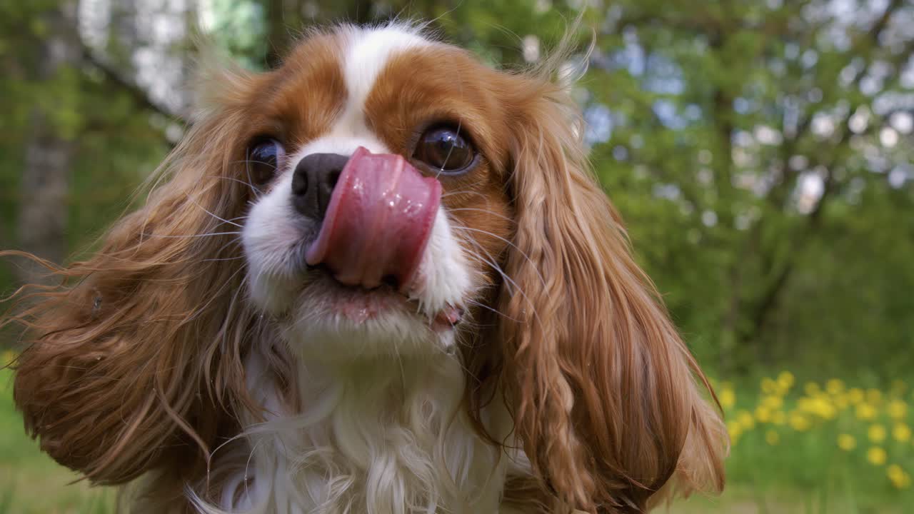 Cavalier King Charles Spaniel. Filmado com câmera superlenta a 1000 fps