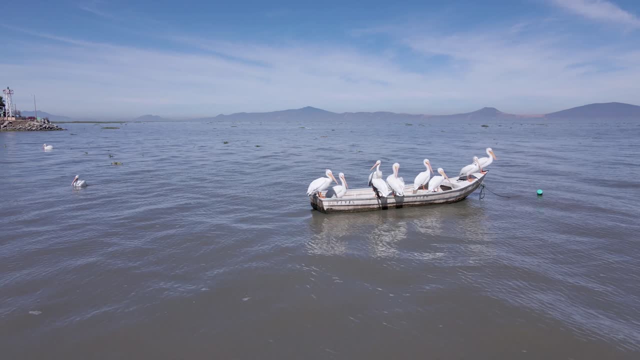 Pelicans living, flying and swimming at the small town of Petatan ,Mexico by the Chapala lake