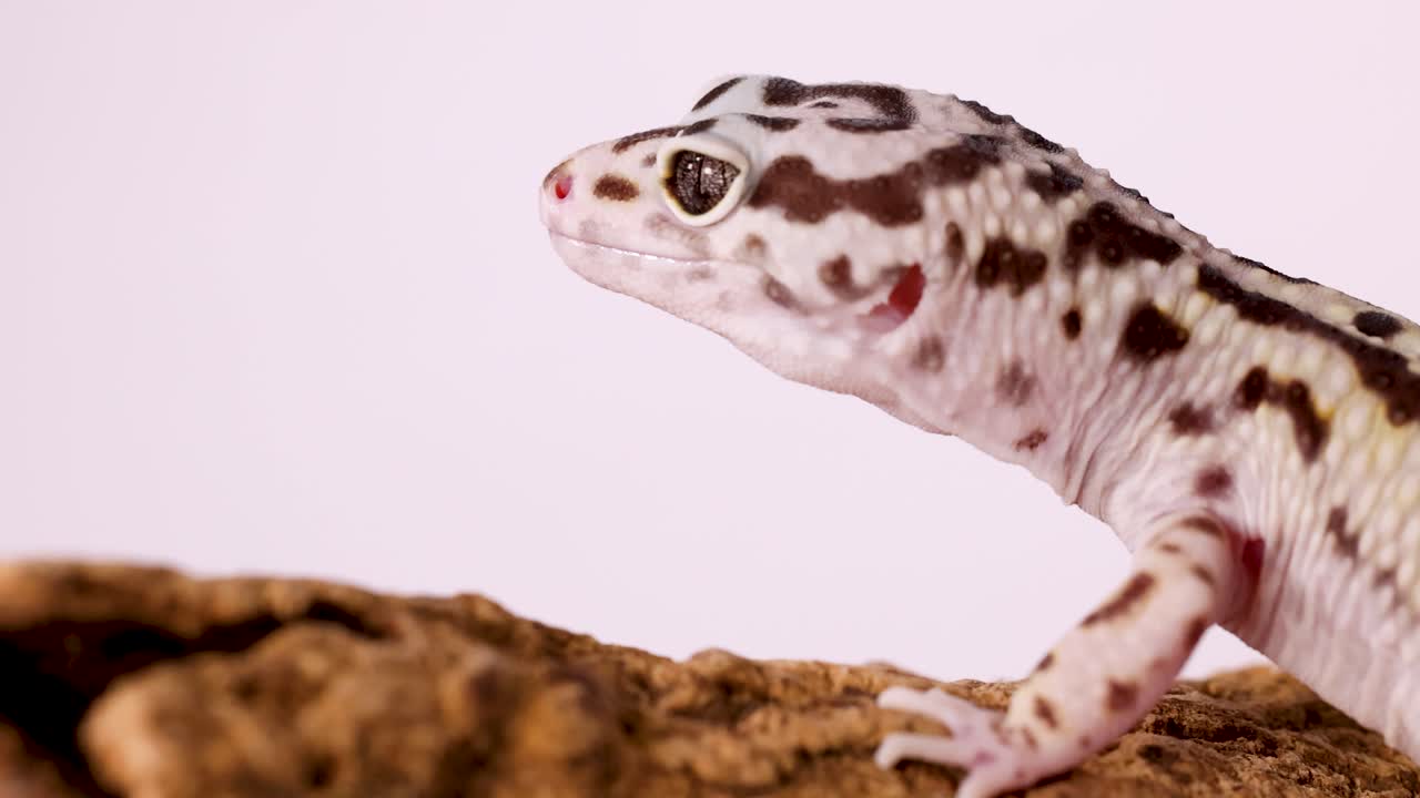 Un geco leopardino si riposa su un ramo ruvido su uno sfondo bianco pulito da studio