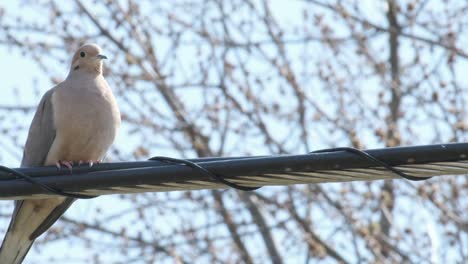 Taube-Bläht-Sich-Auf,-Um-An-Einem-Kühlen-Tag-Im-Frühen-Frühling-Warm-Zu-Bleiben