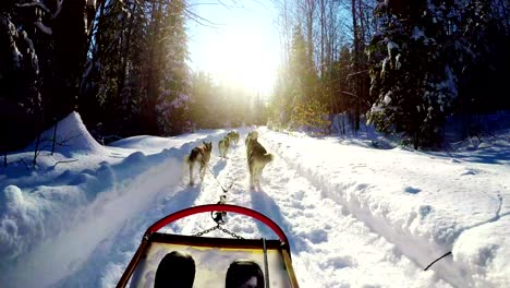 musher riding sleigh