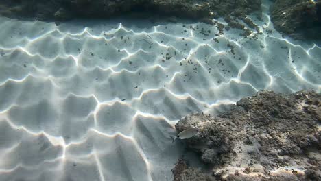 Peces-Nadando-Bajo-El-Agua-En-El-Lecho-Oceánico-De-La-Isla-De-Menorca-España-Por-Debajo