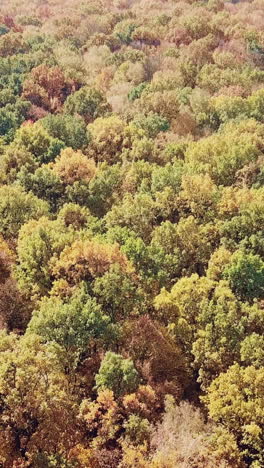 view of the autumn park on the background of the city. Aerial view. Camera motion down. Vertical video