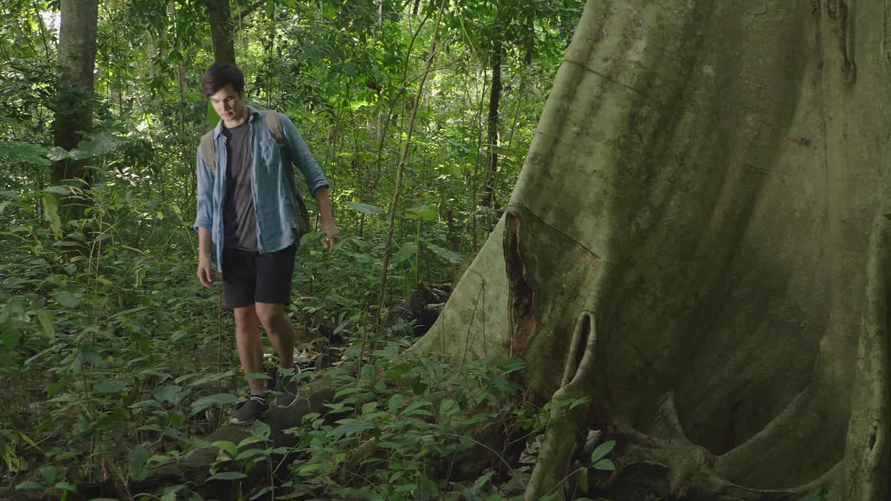 Man Looking A Big Tree, Slow Motion