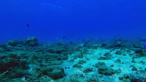 Blue-and-purple-jellyfish-moving-with-marine-current-in-tropical-reef