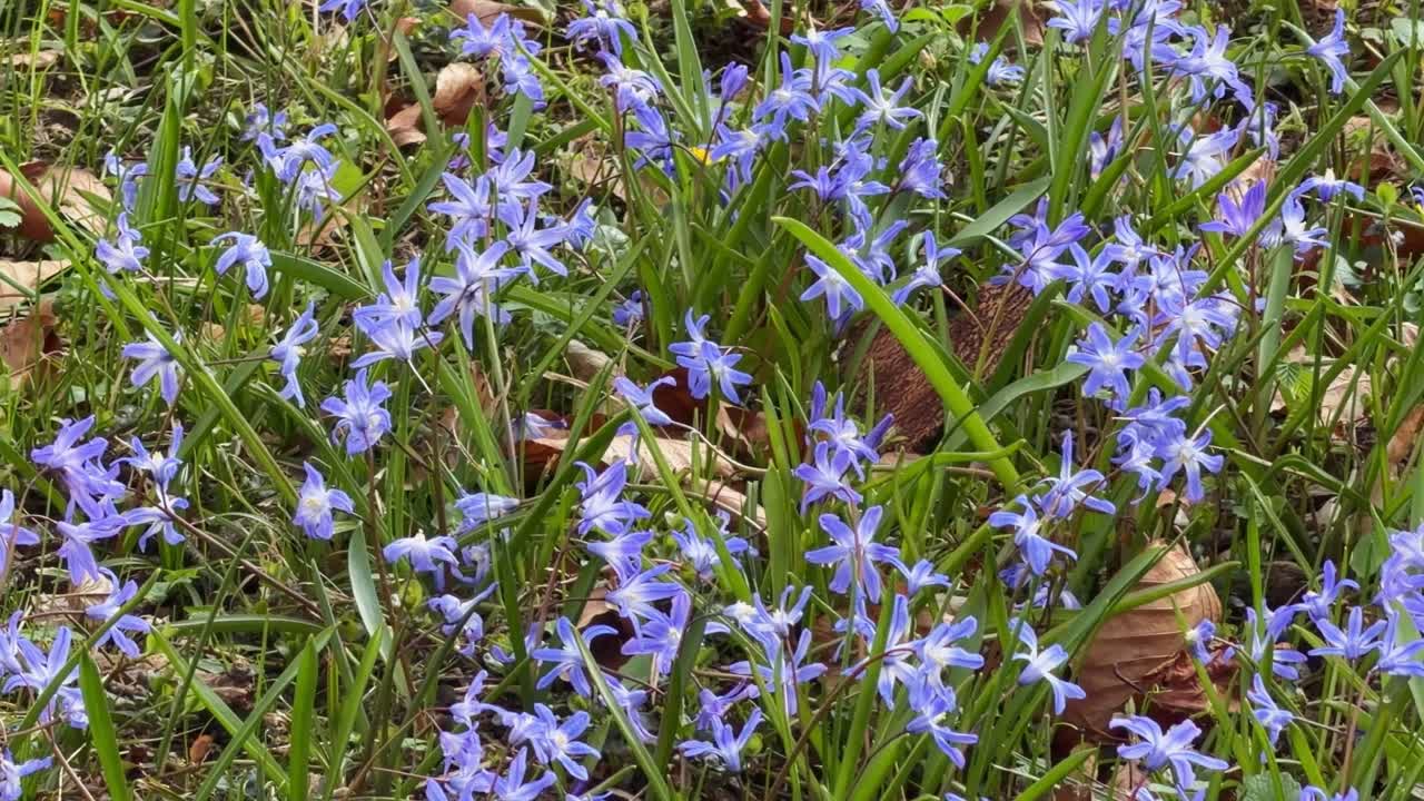 緑の草と枯れ葉の間で育つ青いシラー・シベリカの花