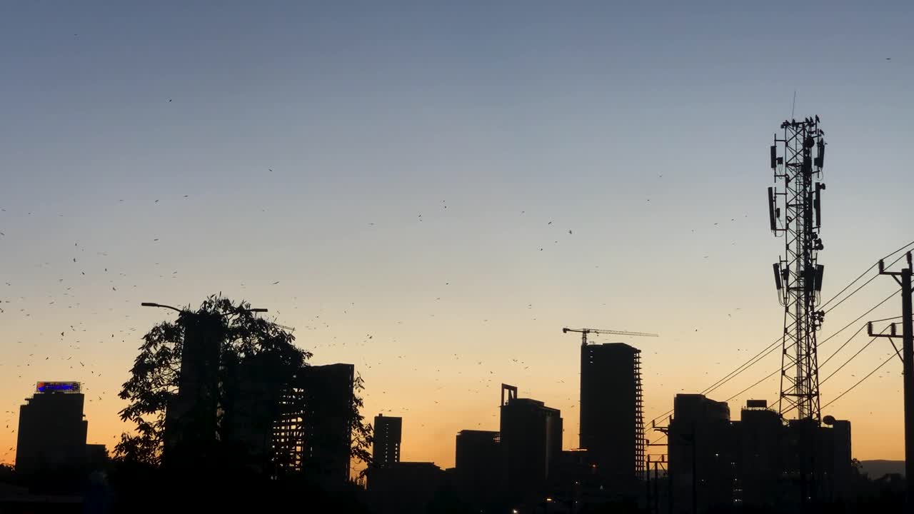 Birds are flying over big building in the downtown.. looks scary