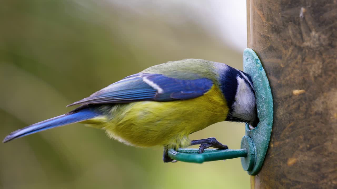 새 모이통에 착륙하고 가까이에서 씨앗을 먹는 새의 4k 슬로우 모션 샷