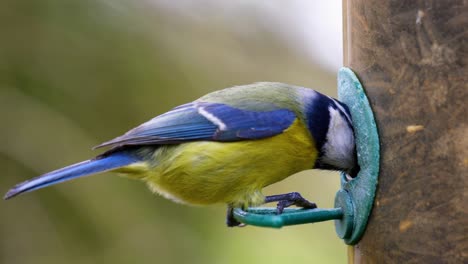 4k-Zeitlupenaufnahme-Eines-Vogels,-Der-Auf-Einem-Vogelfutterhäuschen-Landet-Und-Samen-Aus-Nächster-Nähe-Frisst