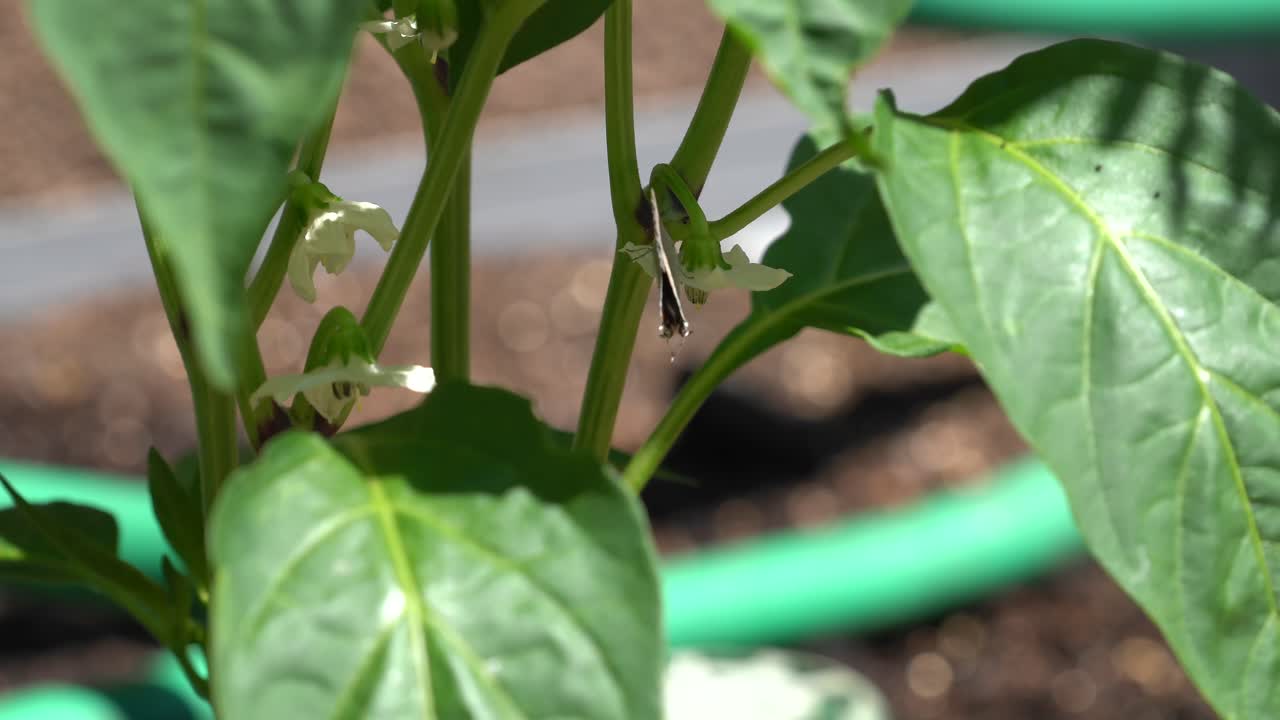 후추 식물에 꽃을 수분시키는 4k 헤어스트릭 나비