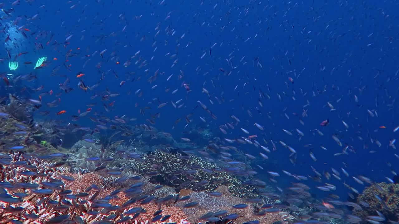 Millions of small reef fish above a coral reef
