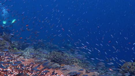 millions of small reef fish above a coral reef