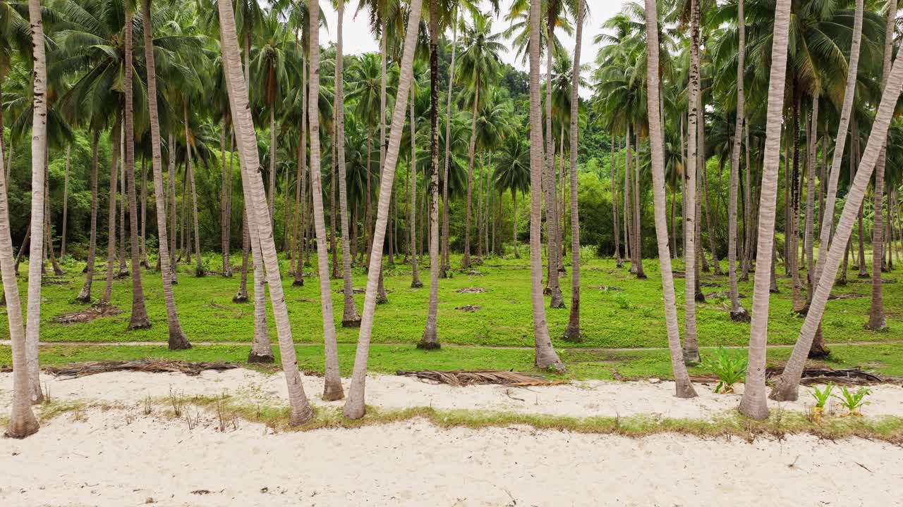 Coconut palm plantation near tropical beach producing coconuts for export