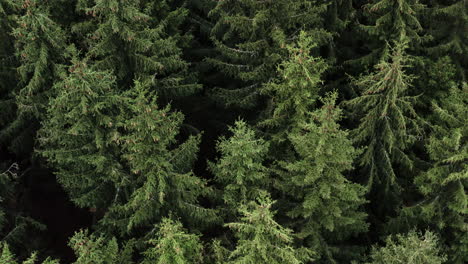 aerial shot of pristine coniferous forest, natural trees in beautiful mountain landscape