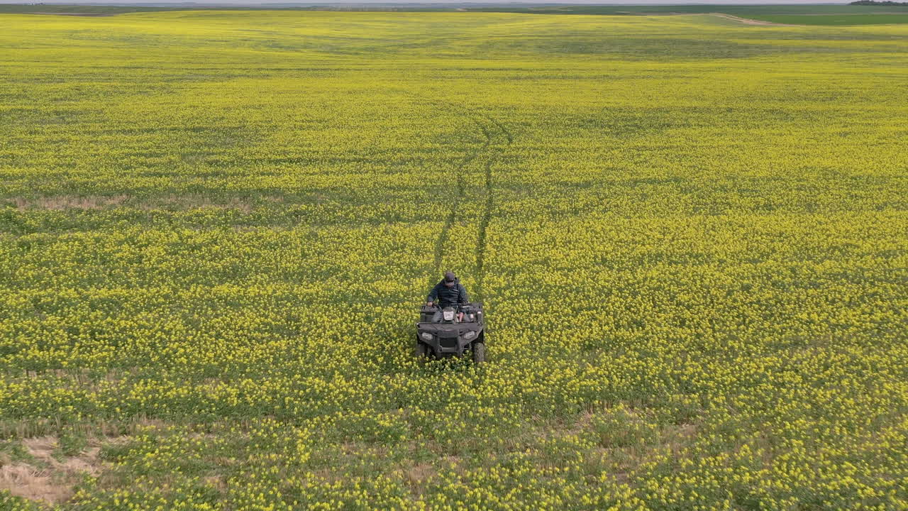 쿼드, 서스캐처원, 캐나다에 있는 겨자밭을 확인하는 농부의 공중 축소