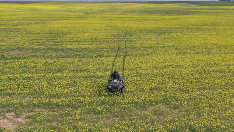 zoom aéreo fuera del agricultor revisando los campos de mostaza en quad, saskatchewan, canadá