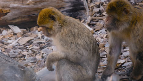 dos macacos bárbaros se sientan pacíficamente en el suelo junto a los troncos, de cerca