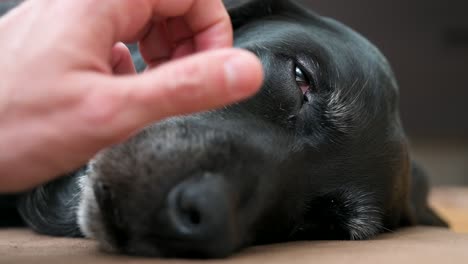 Eine-Nahaufnahme-Eines-Friedlichen-Schwarzen-Hundes,-Der-Sanfte-Liebkosungen-Auf-Seinem-Schläfrigen-Gesicht-Genießt