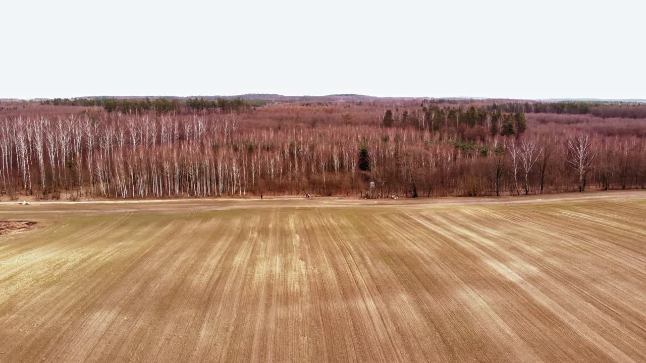 Birch Trees With White Trunks And Red Leaves In The Farm During Autumn In Buszkowy, Poland
