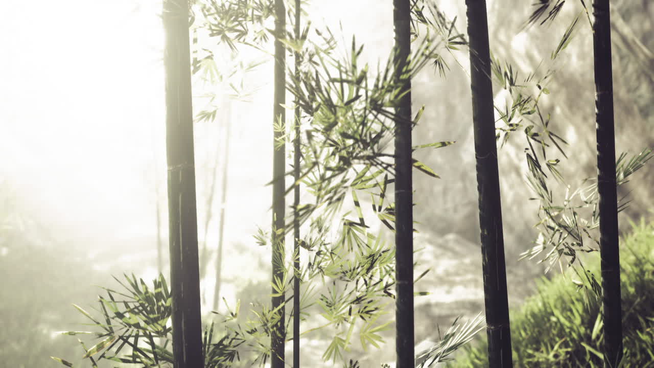 Foresta di bambù illuminata da luce soffusa in un ambiente naturale tranquillo