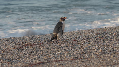 Fiordland-Crested-Penguin-By-The-Shore-Of-Monro-Beach-In-New-Zealand---Close-Up