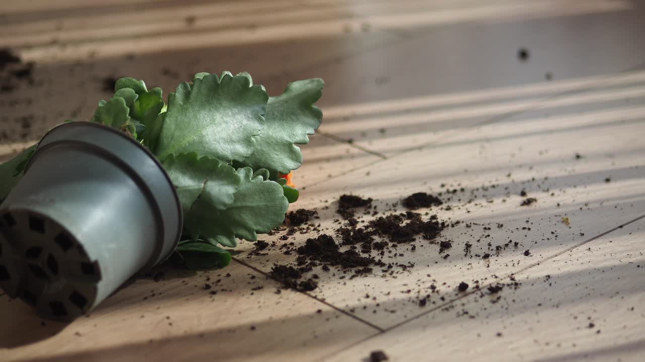 A fallen potted plant with spilled soil on a wooden floor
