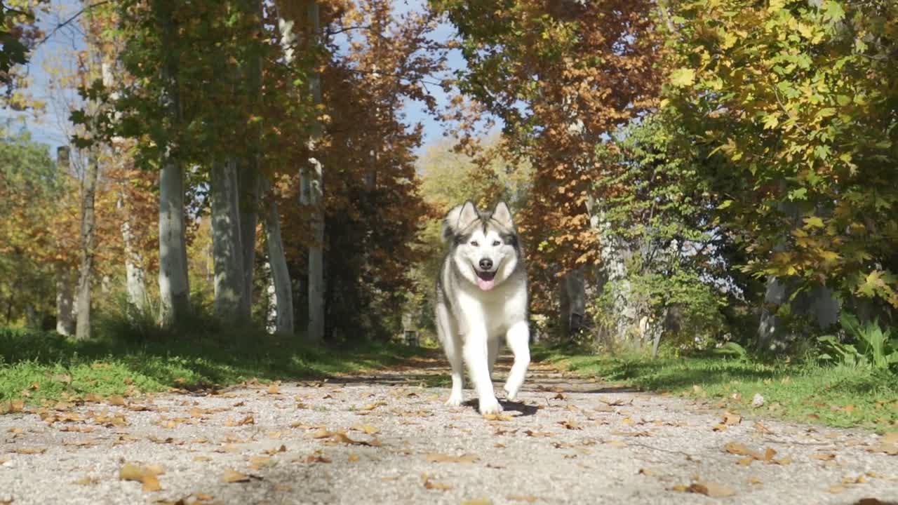 Ripresa al rallentatore di un simpatico cane Alaskan Malamute che corre e salta felicemente in un parco urbano verso la telecamera