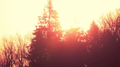 silueta de los árboles en el atardecer del bosque. silueta del bosque en la puesta de sol de otoño