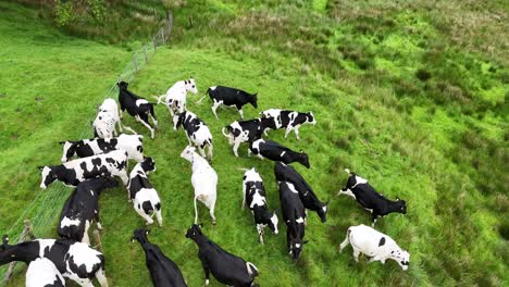 a lively herd of dairy cows