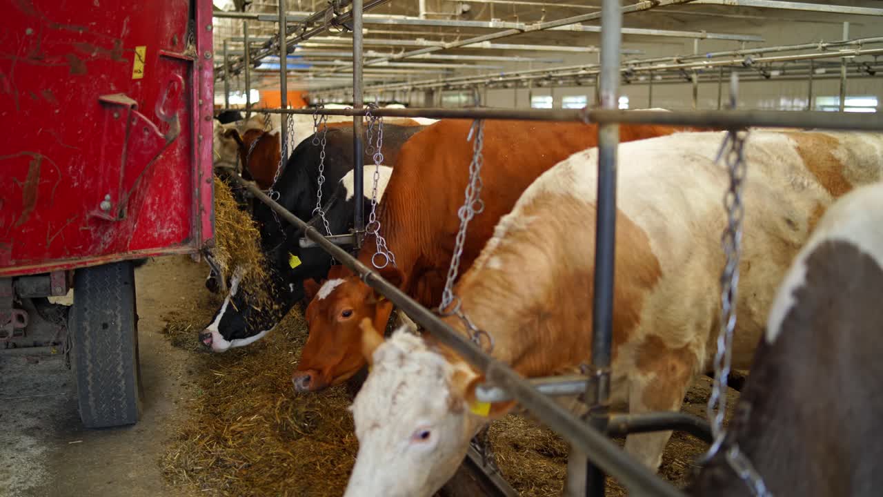 Fila di mucche che mangiano fieno in una stalla. Vista posteriore di un trattore che distribuisce fieno secco per le mucche da latte all'interno della stalla.